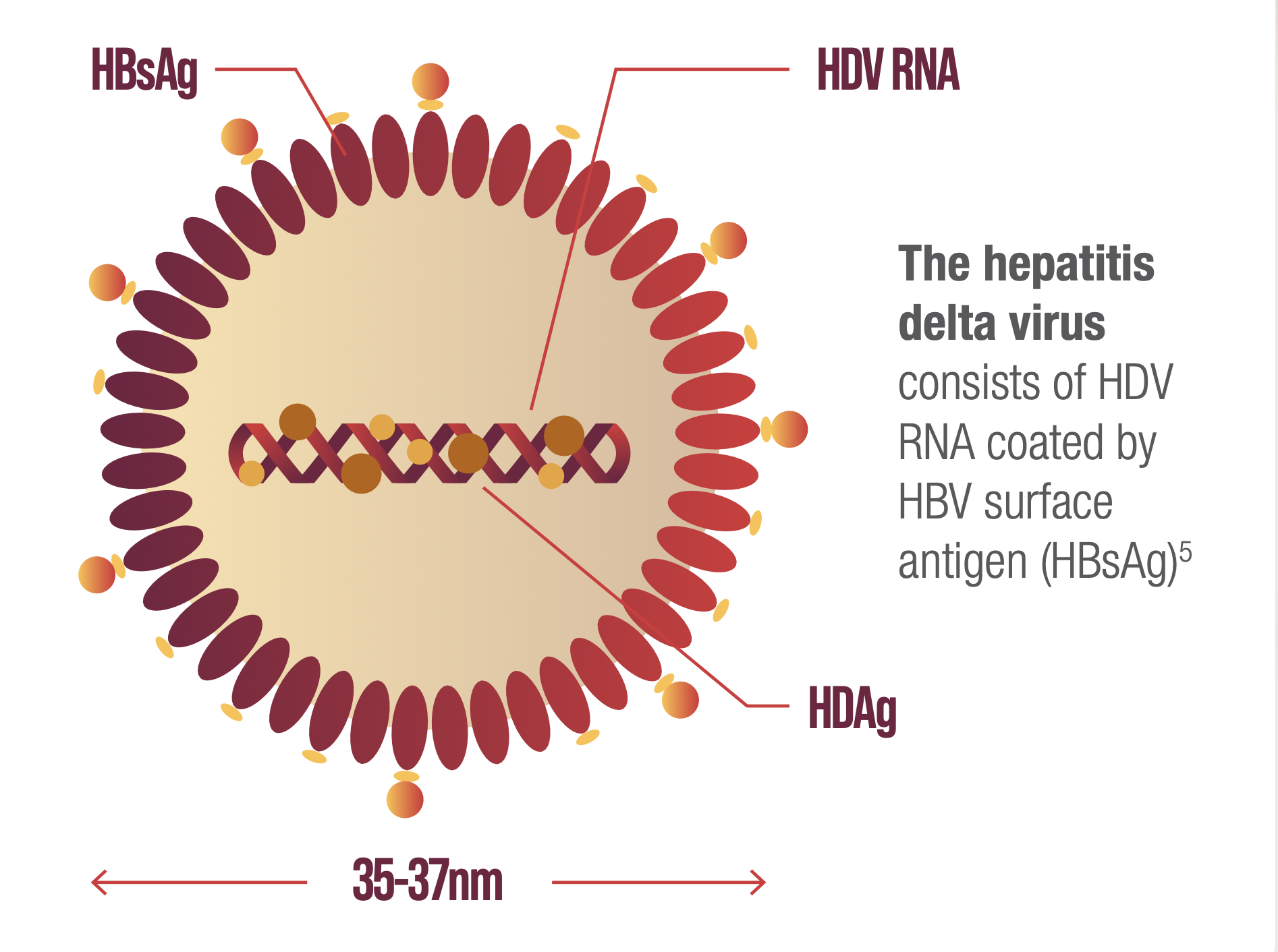 Hepatitis delta virion